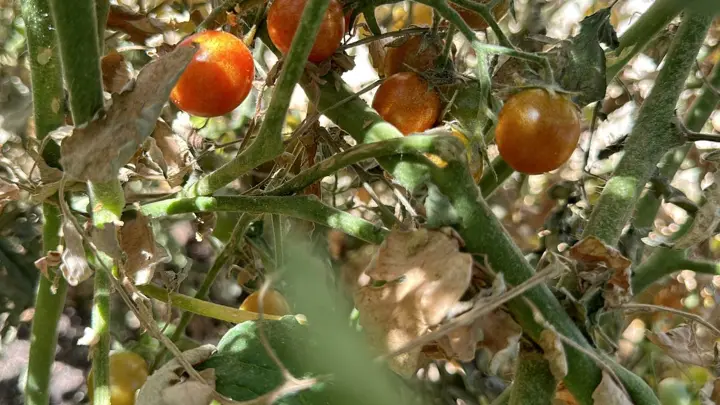 Tomates en el huerto · 2023