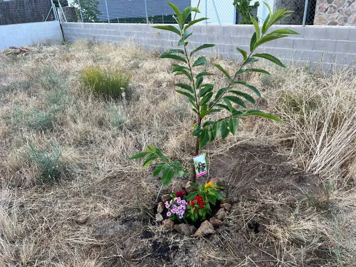 Plantación de frutales · 2022